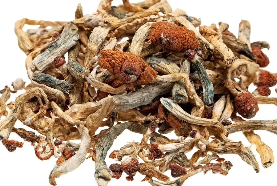 Dried Magic Mushroom