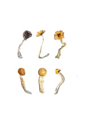 Magic Mushroom Sampler Kit Europe