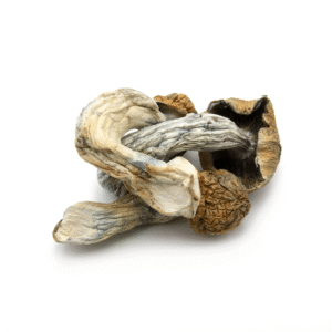 buy golden-teacher mushroom